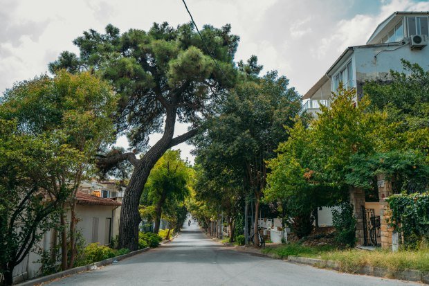 Peaceful city street lined with vibrant trees and residential buildings.