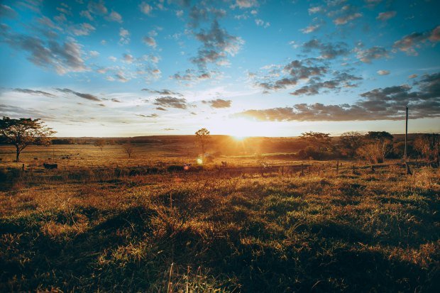 Breathtaking scenery of peaceful meadow with grass and growing trees under blue sky with rising sun